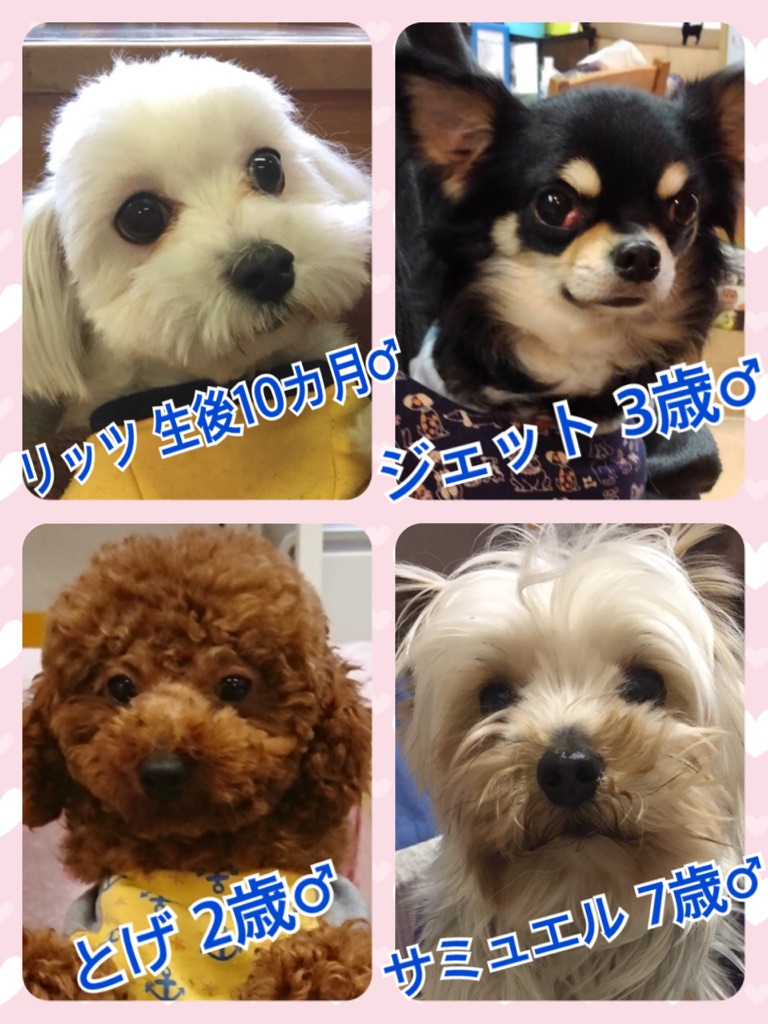 天神橋カフェ☕の今日のワンコキャスト🐶